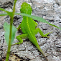 Carolina Anole