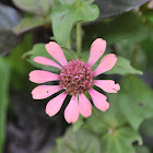 Pink flower