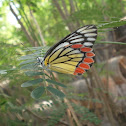 Common Jezbel