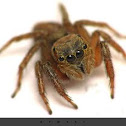 spider 