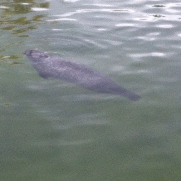 Spotting Image 1