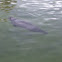 Harbour seal
