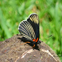 White-rayed Patch