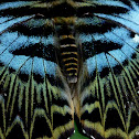 Clipper butterflies