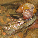 Pickerel Frog
