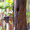 Pica-pau-malhado-grande,Great Spotted Woodpecker