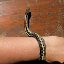 Common Garter Snake