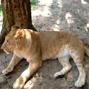 Leoa