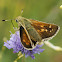 Silver-spotted Skipper