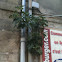 Fig tree