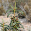 Gum rockrose