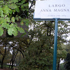 Quercus robur. Roble común, roble carvallo o roble fresnal