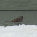 Fox Sparrow
