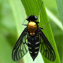 Gold-backed Snipe Fly