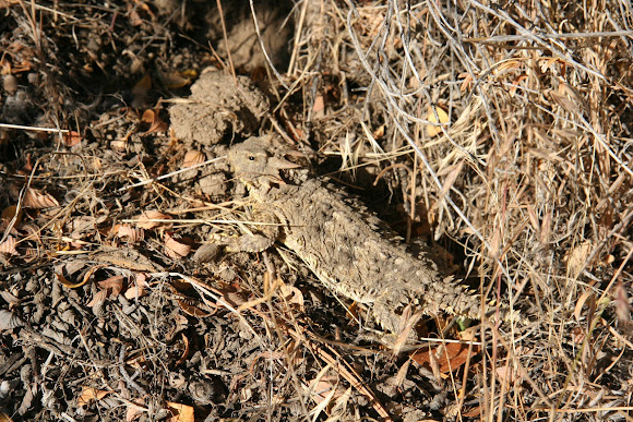 Spotting Image 1