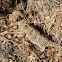 Horned Lizard