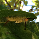 Caterpillar