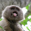 Weeper capuchin