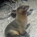 Galápagos Sea Lion