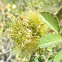 agalla del escaramujo