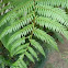 Fern
