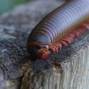 Millipede