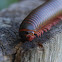 Millipede