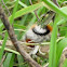 Banded Woolly Bear Caterpillar