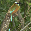 turquoise-browed motmot