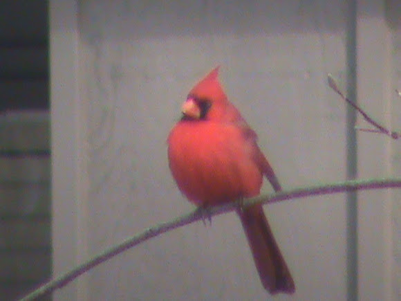 Spotting Image 1