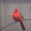 Northern Cardinal