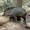 Collared peccary