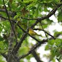 Wilson's warbler, female