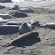 Northern Elephant Seal