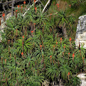 Aloe microstigma