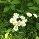 Fleabane