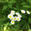 Fleabane