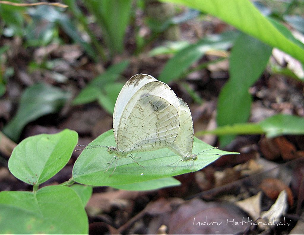Psyche (Mating)