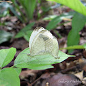 Psyche (Mating)