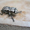 Ironclad Beetle