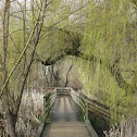 Weeping willow