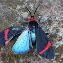 Arctiid Moth