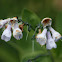 Mertensia