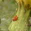 Unidentified insect eggs