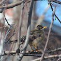 Zorzal patagónico; Austral Thrush