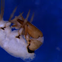 Caddisfly Larva