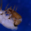 Caddisfly Larva