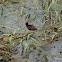 Jacana