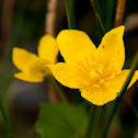 Marsh Marigold