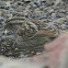 White-throated Sparrow